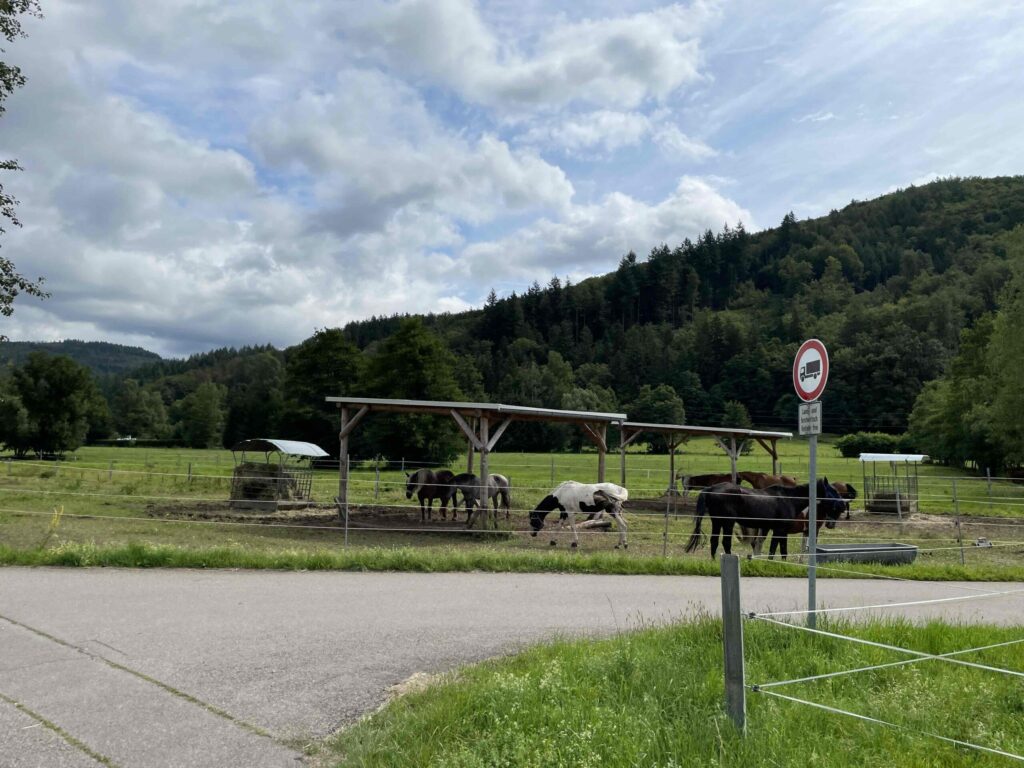 Schwarzwald Tour Tag1 (107)